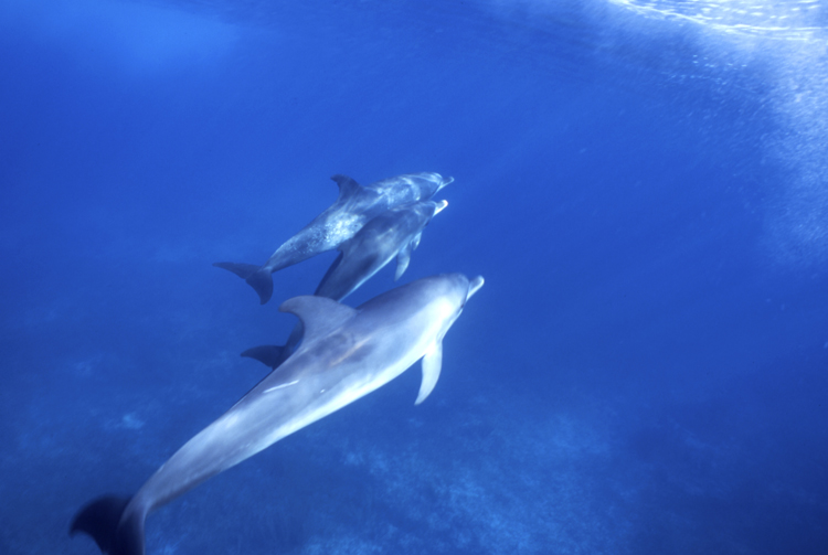 DIVING;UNDERWATER;bahamas;dolphins;F898_FACTOR_9A-100 5